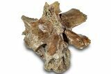 Fossil Crocodilian Vertebra - Judith River Formation #313403-1